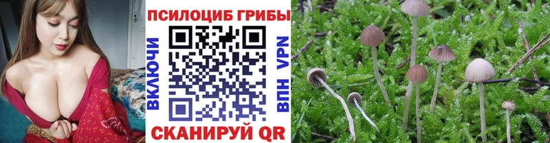 kraken как войти  Елизаветинская  Псилоцибиновые грибы Magic Shrooms 